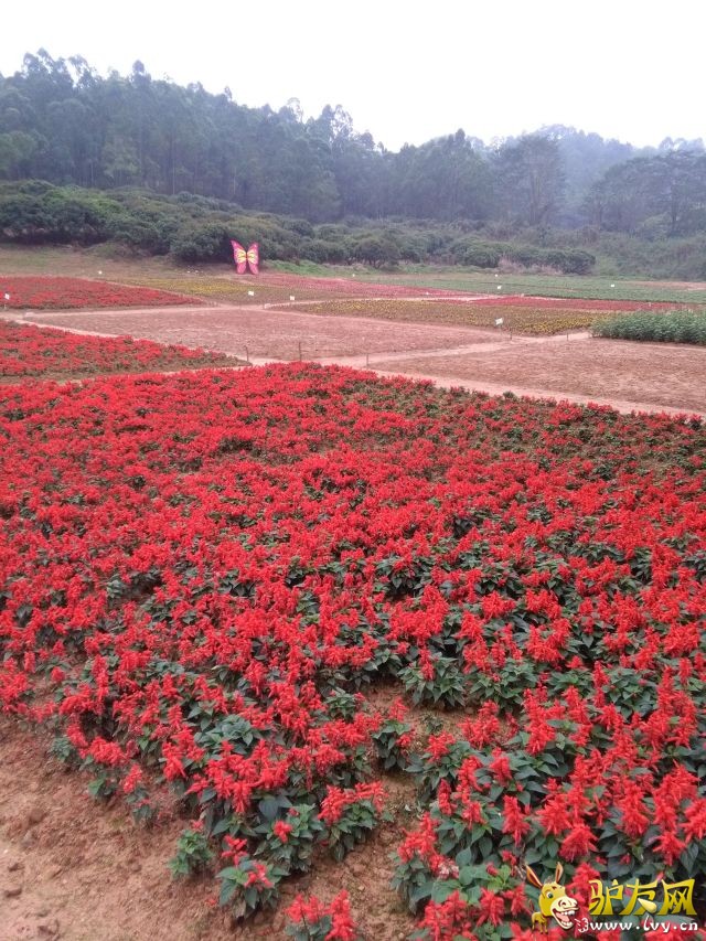 4e69d73 - ����.jpg